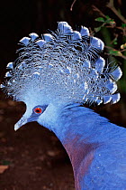Victoria crowned pigeon {Goura victoria} captive, from Indonesia and Papua New Guinea