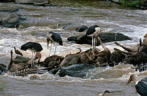 Marabou storks {Leptoptilos crumeniferus} feeding on Wildebeest carcass in Mara river, Kenya