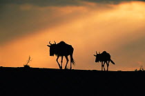Two Wildebeest {Connochaetes taurinus} at sunset, Kenya