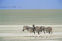 Three Common zebra {Zebra burchelli} on the Etosha pan, Etosha NP, Namibia