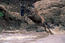 Wildebeest {Connochaetes taurinus} jumping into river, Masai Mara GR, Kenya