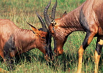 Topi sparring {Damiliscus lunatus} Masai Mara GR, Kenya