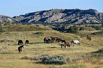 Mustang / Wild horse, herd grazing {Equus caballus} Badlands NP, North Dakota, USA