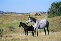 Mustang / Wild horse, mare and foal {Equus caballus} Badlands NP, North Dakota, USA