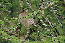Tree hyrax {Dendrohyrax arboreus} feeding in tree, Serengeti NP, Tanzania