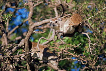 Two Tree hyrax {Dendrohyrax arboreus} in tree, Serengeti NP, Tanzania