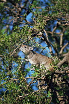 Tree hyrax {Dendrohyrax arboreus} in tree, Serengeti NP, Tanzania