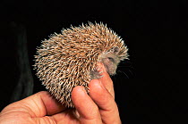 Small madagascar hedgehog {Echinops telfairi} held in hand to show size, Kirindy Forest, W Madagascar