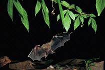 Fringe lipped bat {Trachops cirrhosus} flying / landing, Panama, captive