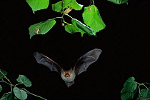 Bechstein's bat hunting insects at night {Myotis bechsteinii} Gabon