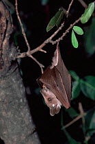 Peter's epauletted fruit bat roosting {Epomophorus crypturus} Okavango Delta, Botswana