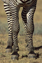 Close up of legs of Grevy zebra {Equus grevyi} captive