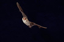 Natterer's bat {Myotis nattereri} flying, Germany