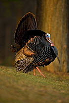 Wild Turkey {Meleagris gallopavo} male displaying, NY, USA.