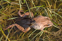 Wood frog {Rana sylvatica} pair in amplexus, viewed from above, New York, USA.