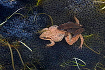 Wood frog {Rana sylvatica} pair in amplexus, surrounded by spawn, New York, USA.