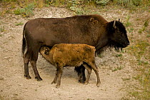 Bison / buffalo {Bison bison} Calf suckling, Wyoming, USA.