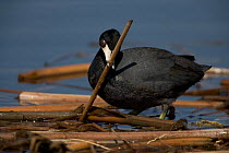 American Coot {Fulica americana} carrying material to construct nest, NY, USA.