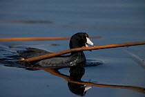 American Coot {Fulica americana} swimming and carrying material to construct nest, NY, USA.