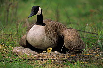 Canada Goose {Branta canadensis} on nest with chick, NY, USA