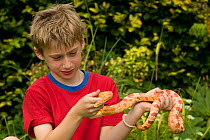 Boy holding Corn snake {Elaphe guttata} UK.