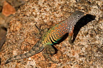 Greater Earless Lizard {Cophosaurus texanus} male in breeding colors, USA, captive
