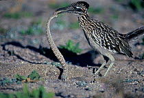 Greater Roadrunner {Geococcyx callifornianus} catching rattlesnake, Arizona, USA.