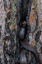 Black Pine Snake {Pituophis melanoleucus lodingi} in hollow of tree, Mississippi, USA.