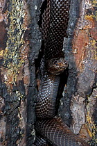Black Pine Snake {Pituophis melanoleucus lodingi} portrait in hollow of tree, Mississippi, USA.