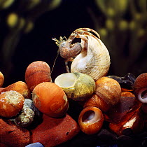 Young common hermit crab (Pagurus bernhardus) moving into empty shell of edible periwinkle. Europe, captive