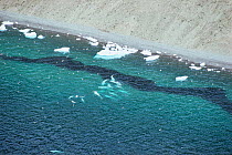 Beluga whales / White whales (Delphinapterus leucas) feeding on a school of Arctic cod, Radstock Bay, Lancaster Sound, Canadian Arctic