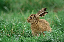 Young leveret hare (Lepus europaeus) in grass, Norfolk, UK.