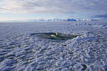 Beluga / White Whales caught in ice hole ("savssat"), Canadian Arctic