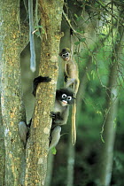 Dusky leaf monkeys (Trachypithecus obscurus), mother and baby in trees, southern Thailand.