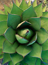 Coastal agave {Agave shawii} Sonoran Desert, Baja, Mexico