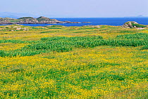 Coastal landscape with summer flowers, Breachacha, Isle of Coll, Inner Hebrides, Scotland, UK