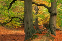 European beech trees in woodland {Fagus sylvatica} Ashridge Forest, Hertfordshire, UK