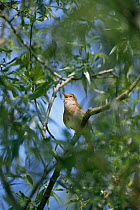 Nightingale singing {Erithacus / Luscinia megarhynchos} Cambridgeshire, UK