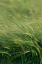 Ripening winter Barley {Hordeum vulgare} UK