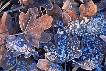Frosted Field maple tree leaves in leaf litter {Acer campestris} UK