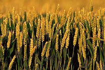 Ripening Wheat seed heads {Triticum aestivum} UK