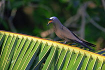 Common noddy {Anous stolidus} calling, Cousin Island, Seychelles