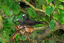 Lesser noddy {Anous teniurostris} pair on nest, Aride Island, Seychelles