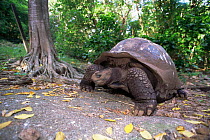 Aldabra giant tortoise {Geochelone gigantea} 'George', Cousin Island, Seychelles