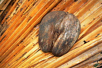 Nut / seed of Coco de Mer palm {Lodoicea maldivica}, Valle de Mai NP, Praslin, Seychelles