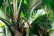Coco de Mer palm {Lodoicea maldivica} male tree, Valle de Mai NP, Praslin, Seychelles