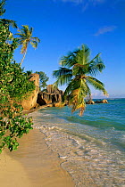 Tropical beach with overhanging palm, Anse Source d'argent, La Digue Island, Seychelles