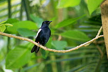 Seychelles magpie robin {Copsychus sechellarum} Seychelles