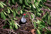 Seychelles blue pigeon {Alectroenas pulcherrima}Seychelles