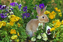 Mini Rex rabbit {Oryctolagus sp} amongst Pansies, USA